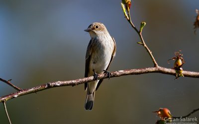 VOLONTERSKI KAMP UČKA 360°- ŠIKARO, OTVORI SE!